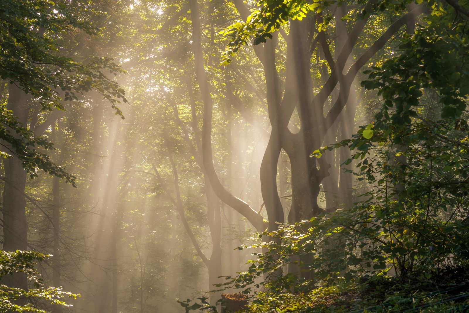 Morning light streaming through tall trees in a misty forest