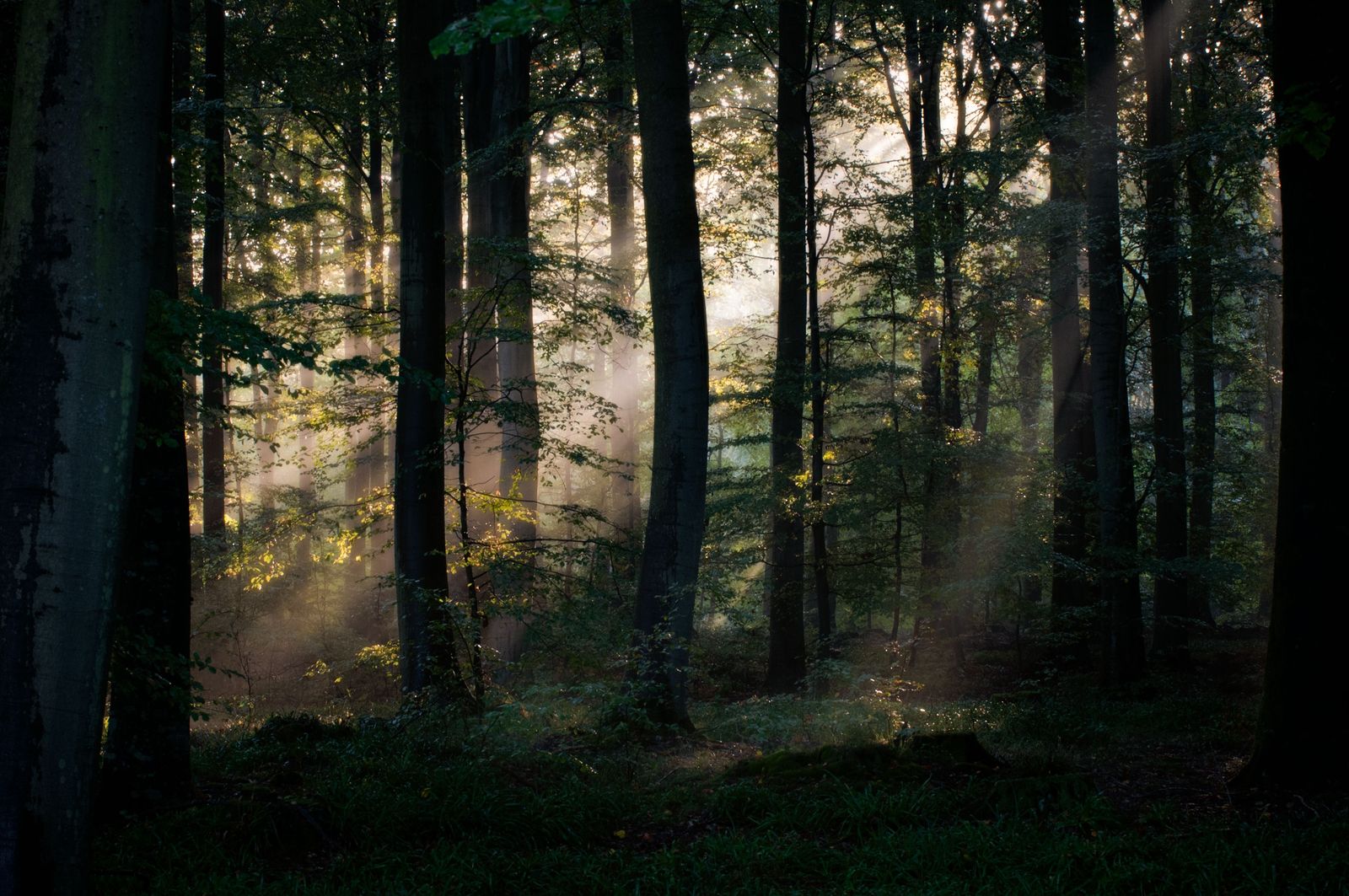 Sunlight filtering between the dark trunks of a tall forest